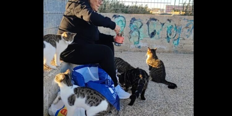 Terramaini, addio alla dolcissima gattara Laura Congiu: aperta una raccolta di fondi per le “pappe” dei gattini orfani