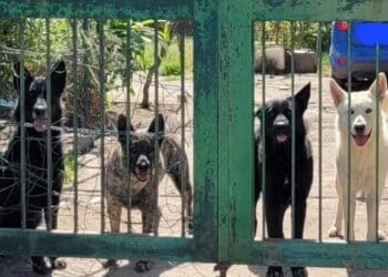 Quartu, l’appello di Federica: “I miei quattro cani sono spariti, aiutatemi a ritrovarli”