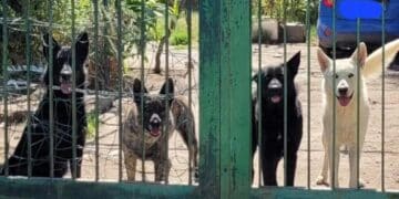 Quartu, l’appello di Federica: “I miei quattro cani sono spariti, aiutatemi a ritrovarli”