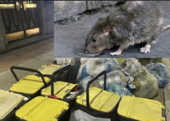 Cagliari città dei topi, altra testimonianza: “In via Sassari un ratto stava per mordermi la gamba”