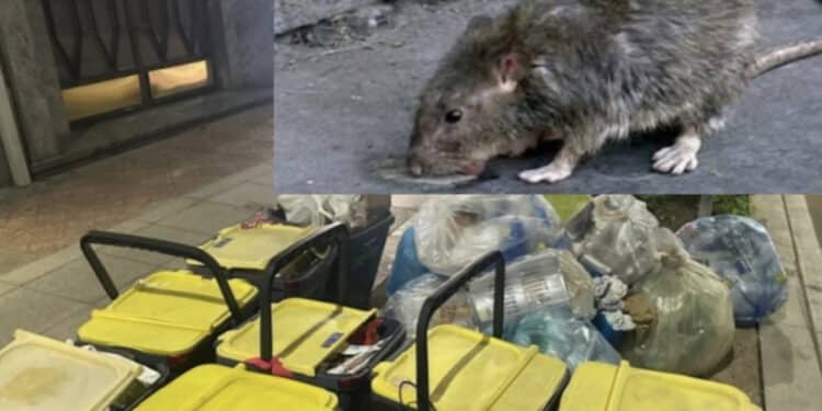 Cagliari città dei topi, altra testimonianza: “In via Sassari un ratto stava per mordermi la gamba”