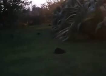 Cagliari, nutrie a spasso nel parco di Terramaini: “Una vera e propria invasione”
