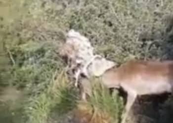 Capo Frasca, daino intrappolato nel filo spinato: liberato grazie al Corpo Forestale