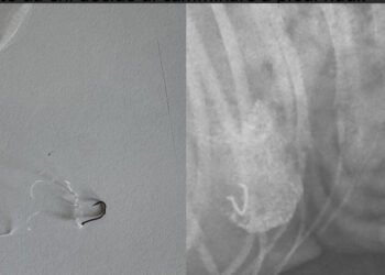 Ami in spiaggia si possono trasformare in pericoli per animali e persone: ultimi casi nelle coste del Sud Sardegna