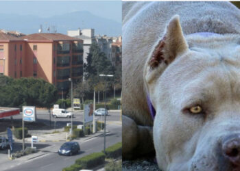 Cagliari, paura a Mulinu Becciu: attaccata dai suoi pitbull si salva per miracolo
