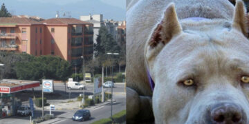 Cagliari, paura a Mulinu Becciu: attaccata dai suoi pitbull si salva per miracolo