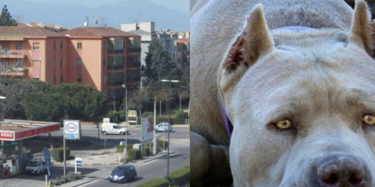 Cagliari, paura a Mulinu Becciu: attaccata dai suoi pitbull si salva per miracolo