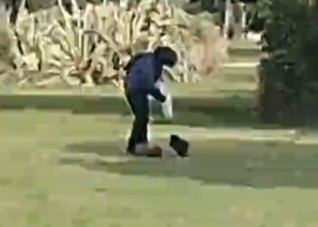 Cagliari, nutrie al parco di Terramaini: “Il problema è chi dà loro da mangiare”