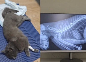 Capoterra, la triste vicenda di Kikki, la gattina sparata al dorso: “Ha una paralisi delle zampe posteriori”