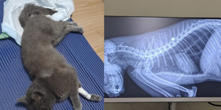 Capoterra, la triste vicenda di Kikki, la gattina sparata al dorso: “Ha una paralisi delle zampe posteriori”