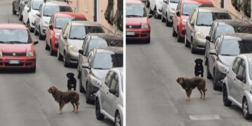 Due cani vaganti seminano il panico a Monserrato: “Aggrediscono gatti e cani di piccola taglia”