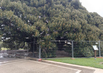 Cagliari, le magnolie dei giardinetti pubblici recintate: “Non poterla più abbracciare è doloroso”