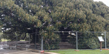 Cagliari, le magnolie dei giardinetti pubblici recintate: “Non poterla più abbracciare è doloroso”