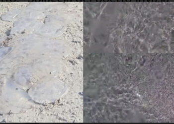 Meduse spiaggiate al Poetto: numerose segnalazioni di turisti e cittadini