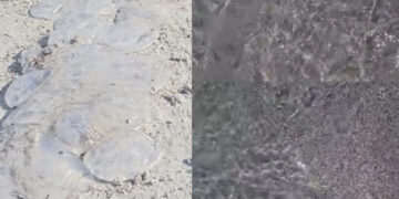 Meduse spiaggiate al Poetto: numerose segnalazioni di turisti e cittadini