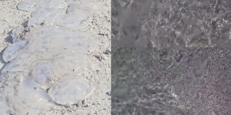 Meduse spiaggiate al Poetto: numerose segnalazioni di turisti e cittadini