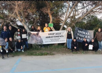 San Giovanni di Sinis, manifestazione contro l’abbattimento dei cinghiali: “Mamme e cuccioli uccisi, impauriti e terrorizzati“