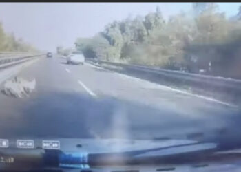 Pericolo lungo la Ss 130, non solo cani e gatti che attraversano la strada ma anche caprette