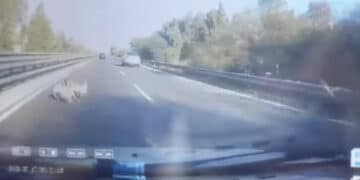 Pericolo lungo la Ss 130, non solo cani e gatti che attraversano la strada ma anche caprette