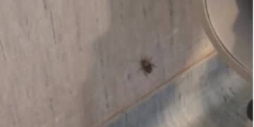 Cagliari, degrado sanità senza fine: blatte nella sala d’attesa dell’Oncologico Businco (VIDEO)