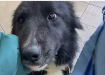 Follia davanti ad un bar, taglia la coda al proprio cane: cucciolo salvato dalle guardie zoofile