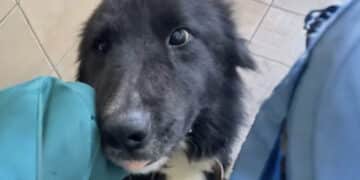 Follia davanti ad un bar, taglia la coda al proprio cane: cucciolo salvato dalle guardie zoofile