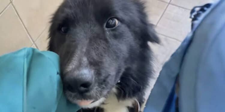 Follia davanti ad un bar, taglia la coda al proprio cane: cucciolo salvato dalle guardie zoofile