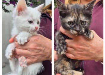 Radio Zampetta Sarda: Paola e Chiara in cerca di adozione