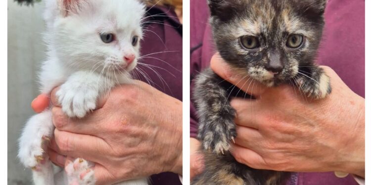 Radio Zampetta Sarda: Paola e Chiara in cerca di adozione