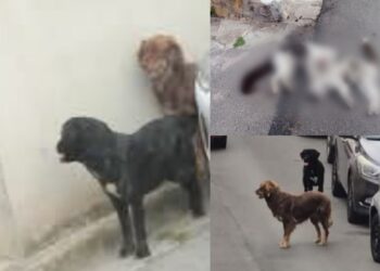 Cani che vagabondano per le strade, è strage di gatti a Selargius