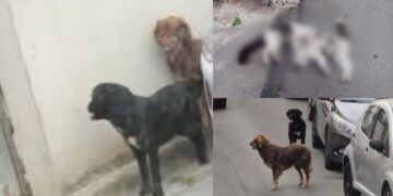 Cani che vagabondano per le strade, è strage di gatti a Selargius