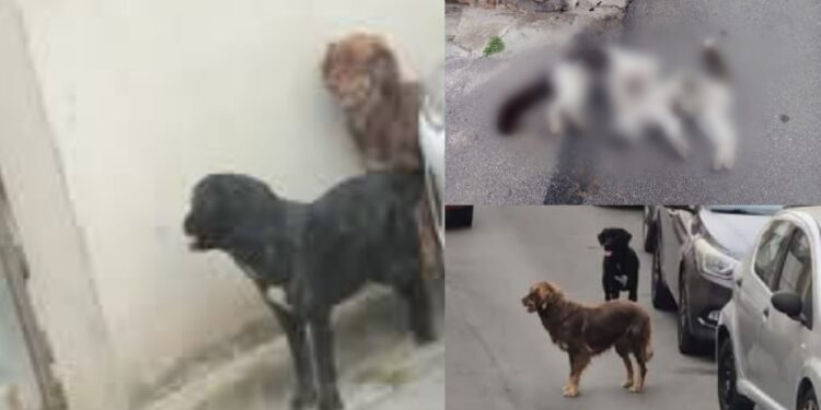 Cani che vagabondano per le strade, è strage di gatti a Selargius