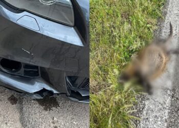 Guspini, pericolo nutrie che attraversano la strada: ieri un incidente