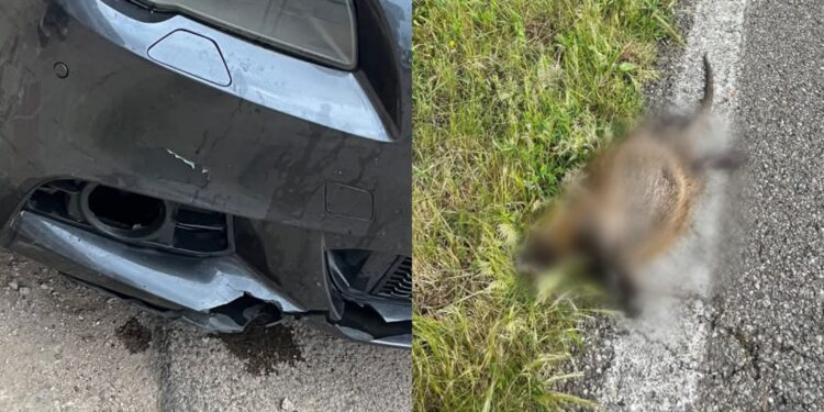 Guspini, pericolo nutrie che attraversano la strada: ieri un incidente