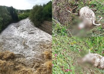 Gesico, la morte dopo la tempesta: decine di animali annegati tra i campi