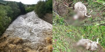 Gesico, la morte dopo la tempesta: decine di animali annegati tra i campi