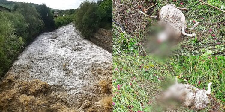 Gesico, la morte dopo la tempesta: decine di animali annegati tra i campi