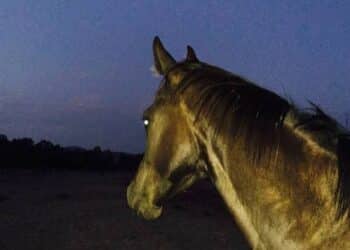 Quartu Sant’Elena, dal rogo alla rinascita, riapre “Il Giardino degli Animali”