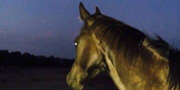 Quartu Sant’Elena, dal rogo alla rinascita, riapre “Il Giardino degli Animali”