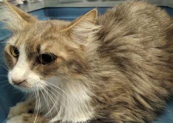 Sos a Radio Zampetta Sarda, cercasi donatore di sangue per Soraya