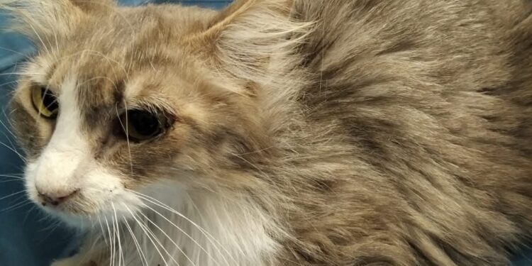 Sos a Radio Zampetta Sarda, cercasi donatore di sangue per Soraya