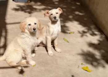 Radio Zampetta Sarda: adozione del cuore per due cuccioli