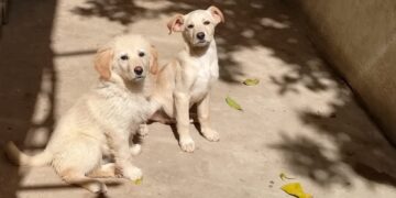 Radio Zampetta Sarda: adozione del cuore per due cuccioli