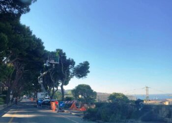Cagliari, prosegue il dibattimento penale sul taglio degli alberi a Buoncammino
