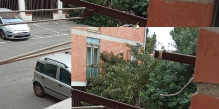 Cagliari, un grosso albero crolla in via Ranieri Sampante: “Segnalazioni ignorate da due anni”