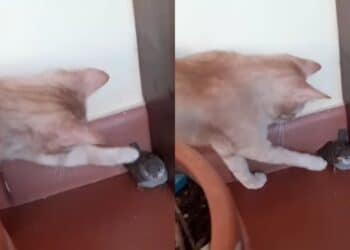 Siliqua, un gatto accarezza un giovane uccellino: il caso diventa virale