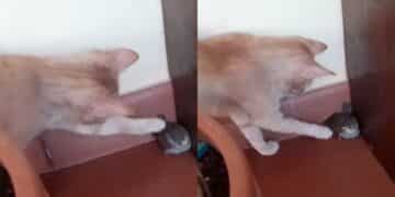 Siliqua, un gatto accarezza un giovane uccellino: il caso diventa virale