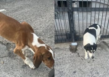 Siliqua, troppi cani randagi nel territorio