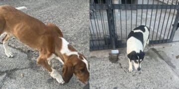 Siliqua, troppi cani randagi nel territorio