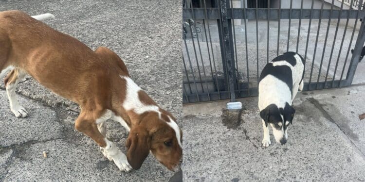 Siliqua, troppi cani randagi nel territorio